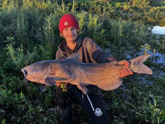 Channel Catfish