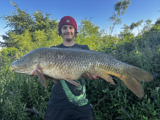 Common Carp