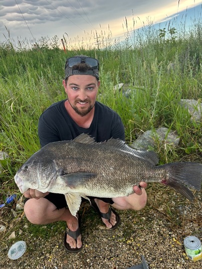 Freshwater Drum