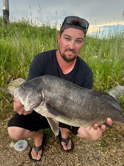 Freshwater Drum