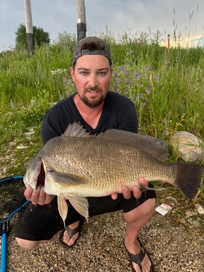 Freshwater Drum