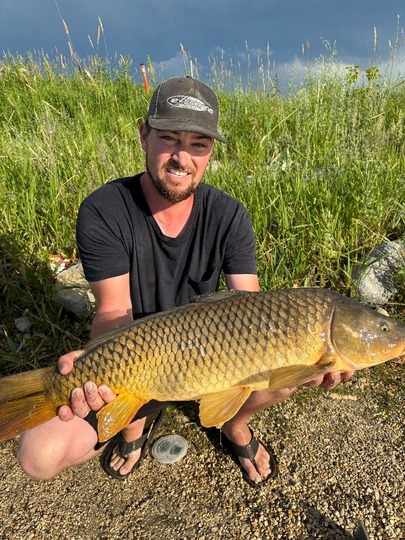 Common Carp