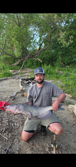 Channel Catfish