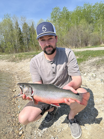 Brook Trout
