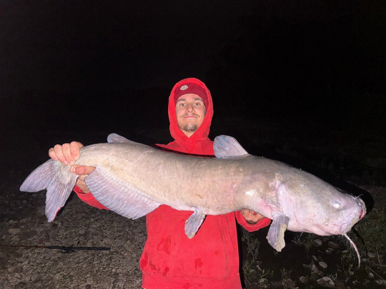 Channel Catfish
