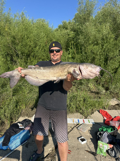 Channel Catfish