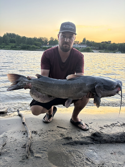 Channel Catfish