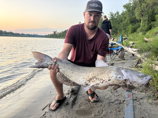 Channel Catfish