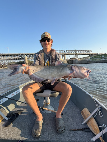 Channel Catfish