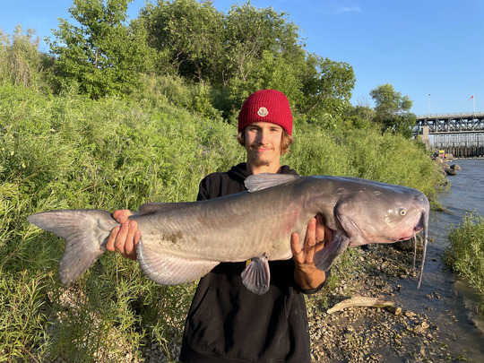 Channel Catfish