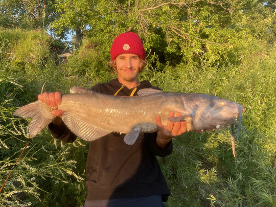 Channel Catfish