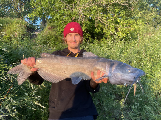 Channel Catfish