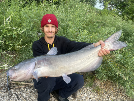 Channel Catfish
