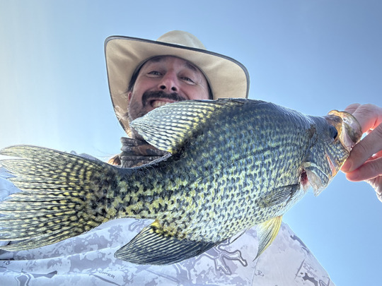 Black Crappie