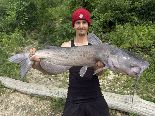 Channel Catfish