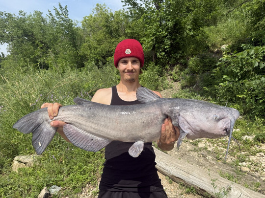 Channel Catfish