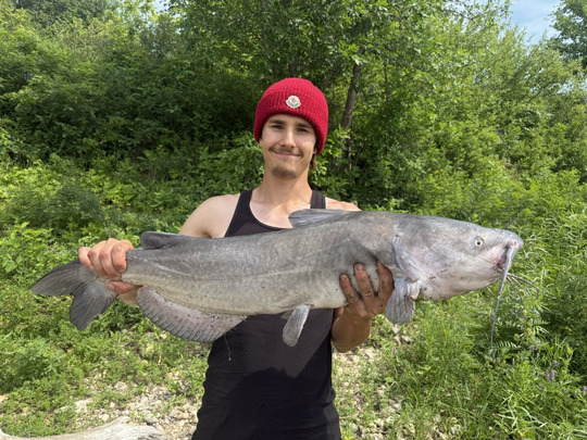 Channel Catfish