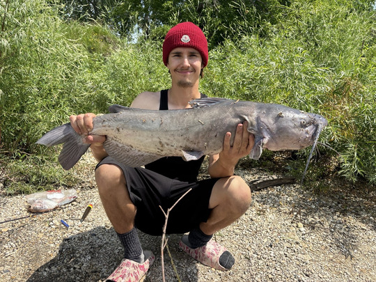 Channel Catfish
