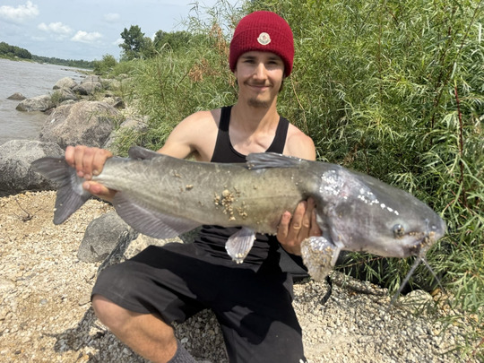 Channel Catfish