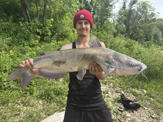 Channel Catfish