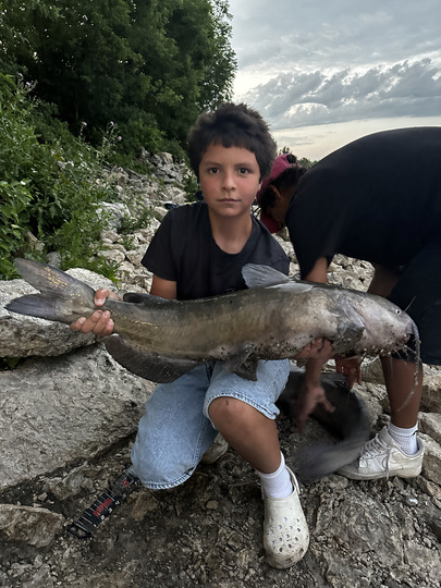 Channel Catfish