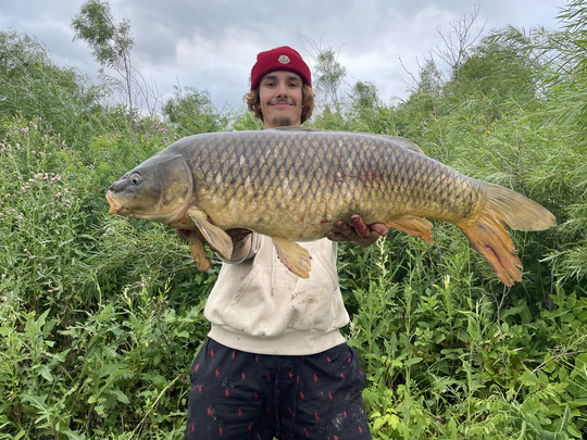 Common Carp