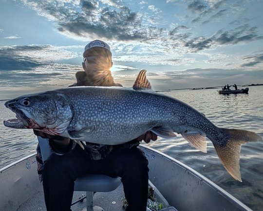 Lake Trout