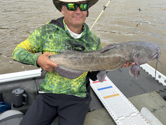 Channel Catfish