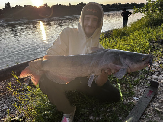 Channel Catfish