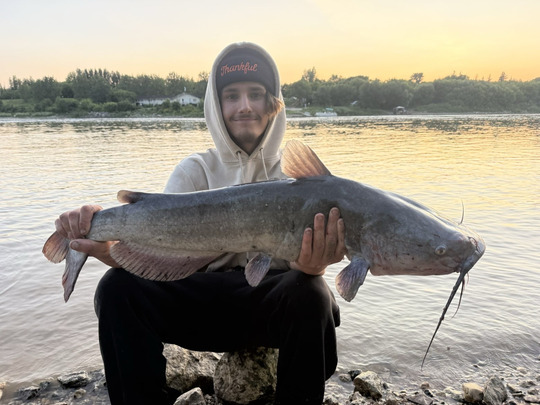 Channel Catfish