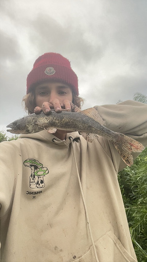 Sauger