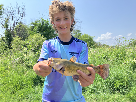 Bullhead