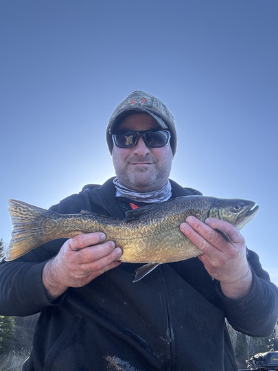 Tiger Trout