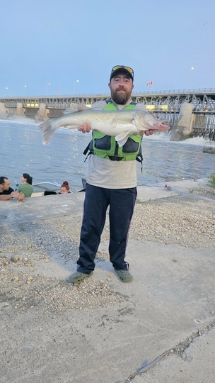 Walleye