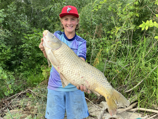 Common Carp