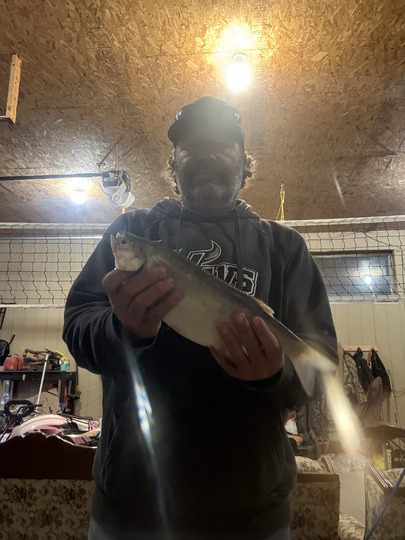 Goldeye