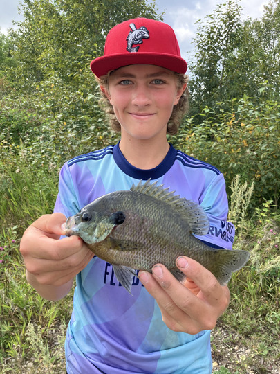 Sunfish