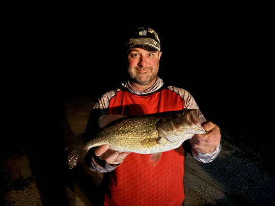 Largemouth Bass