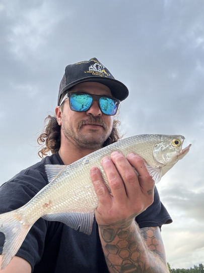 Goldeye