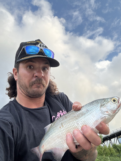 Goldeye