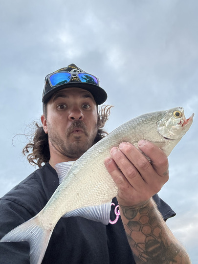 Goldeye