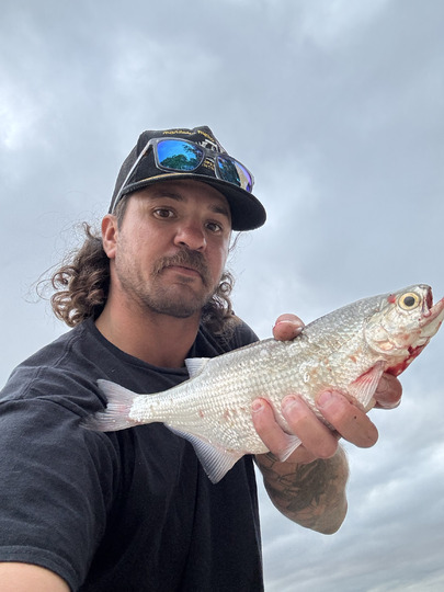 Goldeye