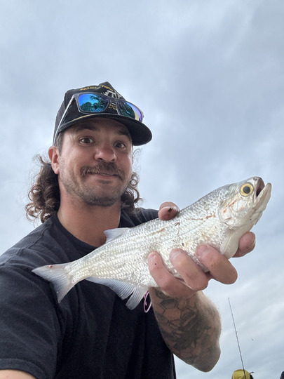 Goldeye