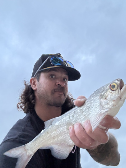 Goldeye