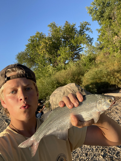 Goldeye