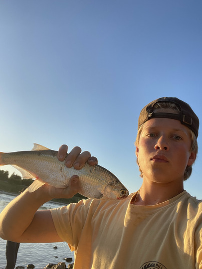 Goldeye