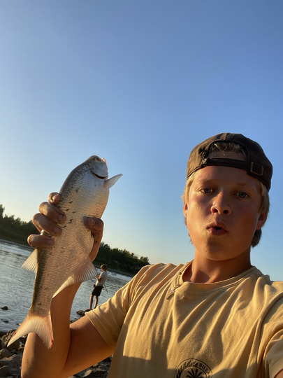 Goldeye