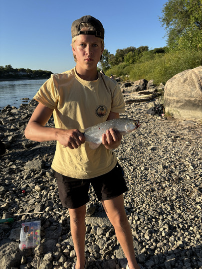 Goldeye
