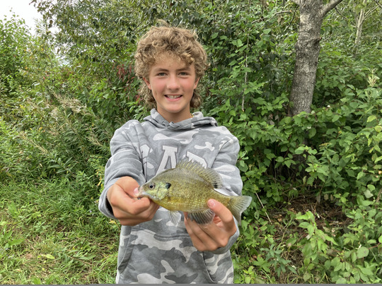 Sunfish