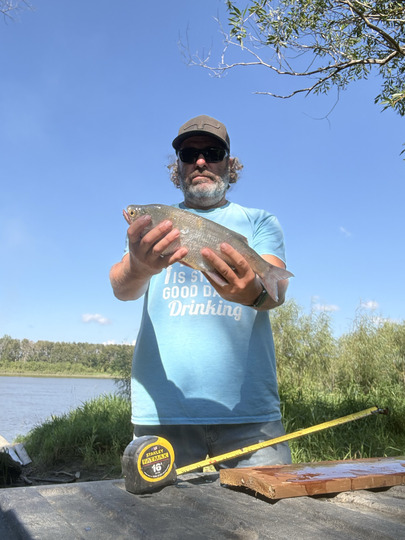 Goldeye
